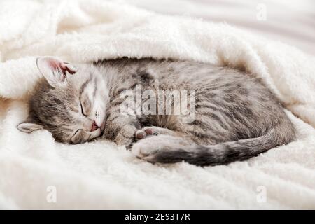 Tabby kitten sleep curled up on white soft blanket. Cat rest napping on bed. Comfortable pets sleep at cozy home. Stock Photo