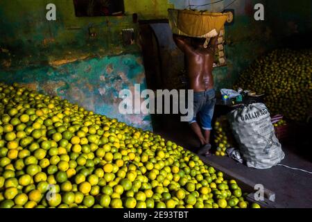 An Afro-Colombian worker carries a basket loaded with green oranges (for juicing) into a storage room of the fruit market in Barranquilla, Colombia. Stock Photo