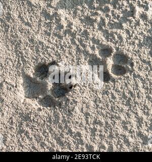 Two dog footprints in the mud Stock Photo
