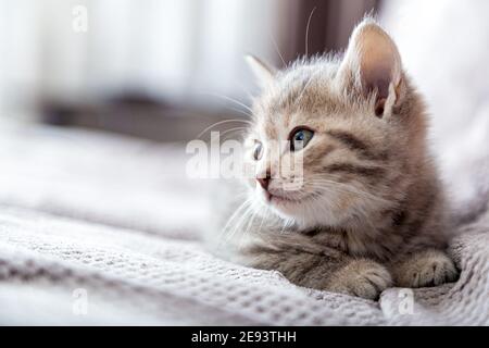 Kitten portrait. Cat lies on gray sofa looking side on copy space. Cat rest relax on bed. Pet lies at comfortable cozy home Stock Photo