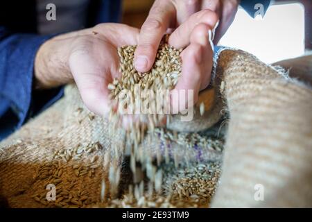A pile of wheat grains and the farmer's hands Stock Photo - Alamy