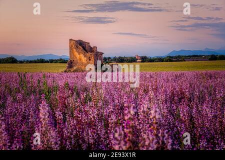 Provence, Lavender field at sunset, Valensole Plateau Provence France blooming lavender fields. Europe Stock Photo