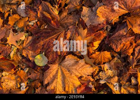 Close view of a group of gall leaves lying on the ground at dawn. Stock Photo