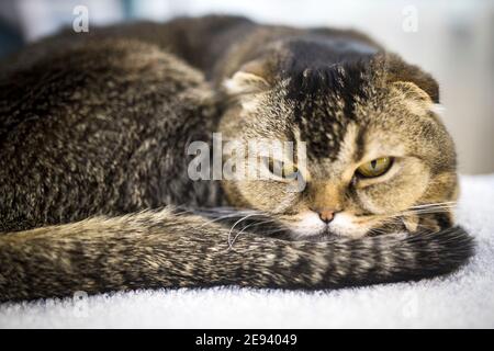 Scottish Fold sleeps on a white towel in the interior. Domestic cat Stock Photo