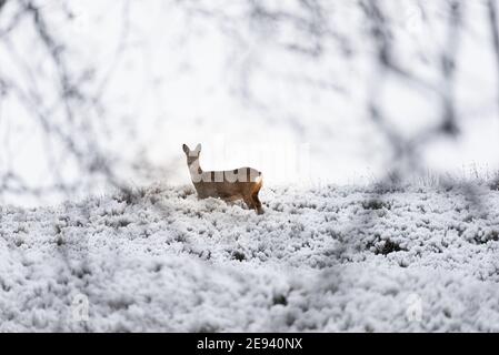 a wild Roe deer on the West Pennine moors Stock Photo