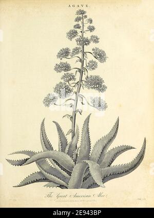 Agave is a genus of monocots native to the hot and arid regions of the Americas, although some Agave species are also native to tropical areas of South America. The genus Agave is primarily known for its succulent and xerophytic species that typically form large rosettes of strong, fleshy leaves. Copperplate engraving From the Encyclopaedia Londinensis or, Universal dictionary of arts, sciences, and literature; Volume I;  Edited by Wilkes, John. Published in London in 1810
