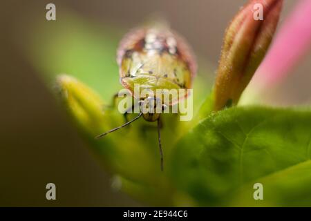 Funny smiling green beetle Nezara viridula on flower selective focus Stock Photo