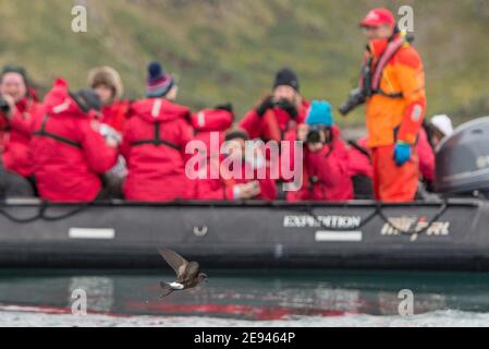 Wilsons Storm Petrel,  Oceanites oceanicus, Ocean Harbour, South Georgia Antarctica watched by tourists Stock Photo