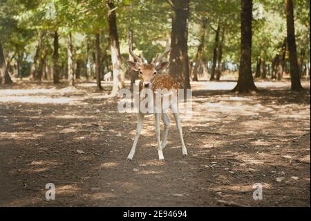 Young male fallow deer with velvet antlers in woodland Stock Photo