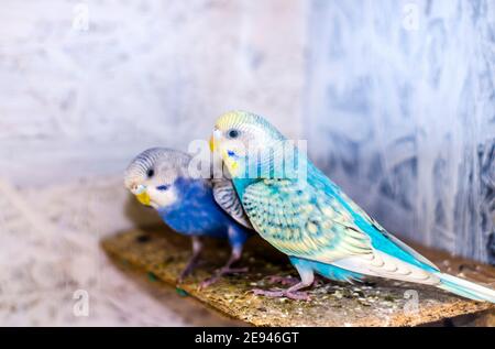 Wavy parrots with a vivid blue violet on a light background Stock Photo