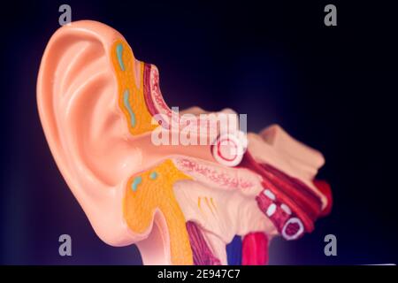 Hearing ear medical teaching model. Stock Photo