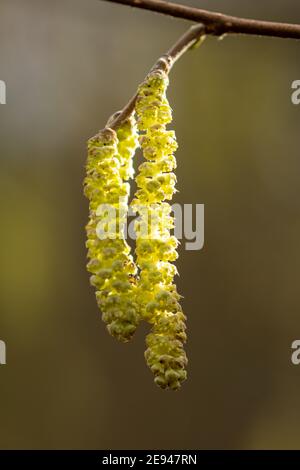 Hazel catkins (Corylus avellana) in February, late winter, UK. Stock Photo