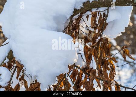 Frozen Oak Leaves on a Branch Sprinkled with Snow at Winter Stock Photo