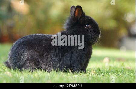 cute black dwarf rabbit sitting on green lawn in attentive position Stock Photo