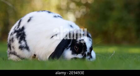 black and white dwarf ram rabbit on lawn grazing Stock Photo