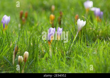 UK Weather, London, 2 February 2021: mild weather and sunshine in the south of England encourages crosuses into flower, even while snow is falling in the north of the UK. Anna Watson/Alamy Live News. Stock Photo