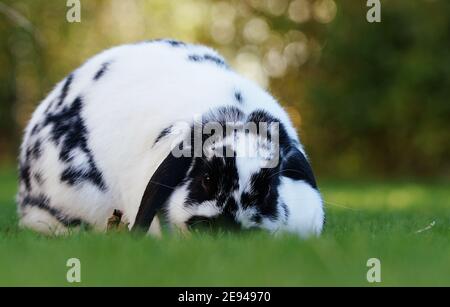 black and white dwarf ram rabbit on meadow eating grass Stock Photo