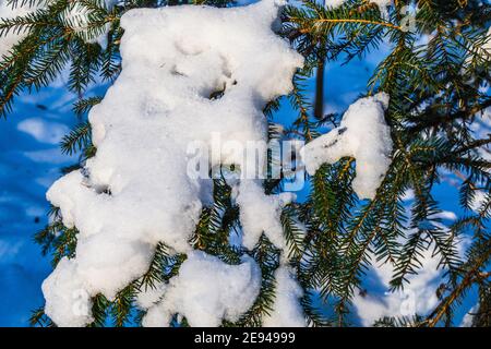 Spruce Branches Covered with Fresh Snow Stock Photo