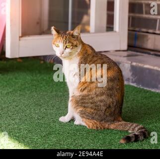 cat playing at home backyard Stock Photo