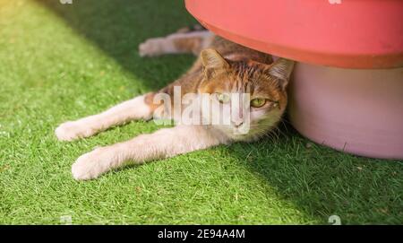cat playing at home backyard Stock Photo