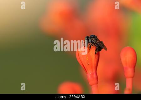 A close up Macro image of a small black bee taking nectar from a red flower Stock Photo