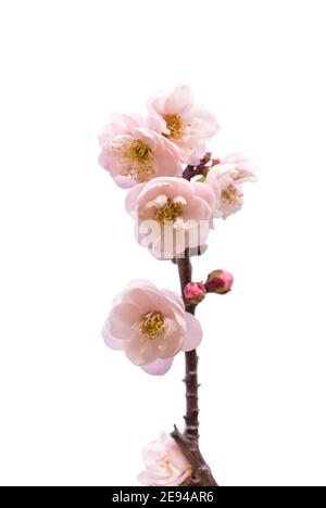 plum blooming flowers isolated on white background Stock Photo
