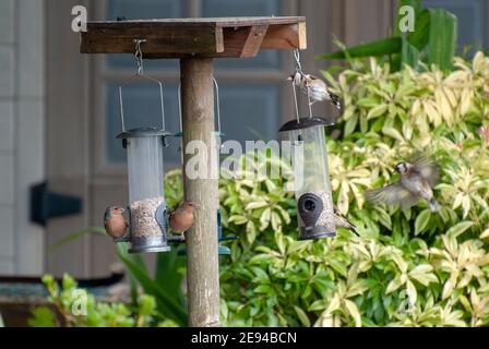 A Variety of Small Garden Birds Feeding on Sunflower Seed Hearts several five 5 goldfinch goldfinches chaffinch chaffinches carduelis carduelis fringi Stock Photo