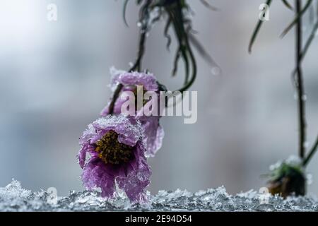 Frozen cosmos flower close up view Stock Photo
