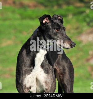 greyhound Stock Photo