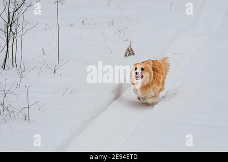 Wales Corgi Pembroke fluffy runs through the snow on a cold winter day Stock Photo