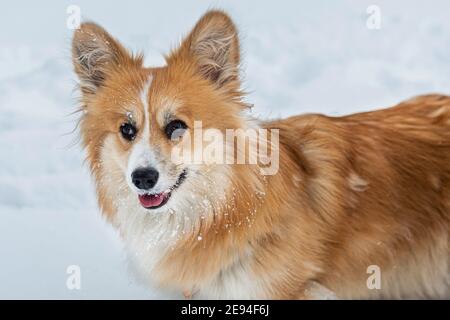 Wales Corgi Pembroke fluffy dog at the outdoor, close up portrait at the snow Stock Photo