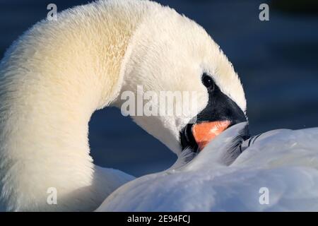 Mute swan preening Stock Photo