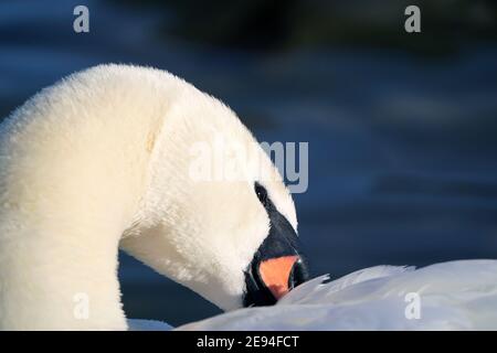 Mute swan preening Stock Photo