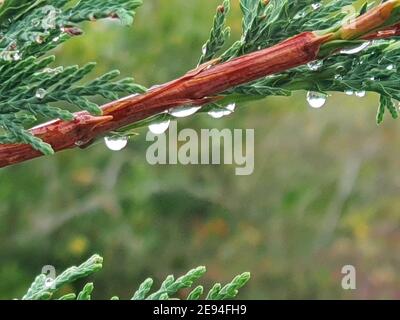 Macro of waterdrops on cypress evergreen tree branch Stock Photo