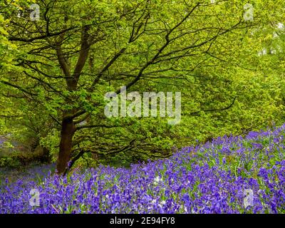 Bluebells and trees in spring at Bow Wood near Lea in the Derbyshire Peak District England UK Stock Photo