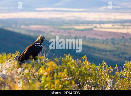 AGUILA IMPERIAL  IBERICA (Aquila adalberti) Stock Photo