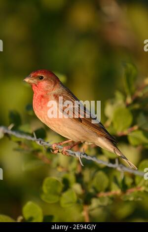 Common Rosefinch ( Carpodacus erythrinus ), male, in breeding dress, perched at the wayside on barb wire, wildlife, Europe. Stock Photo