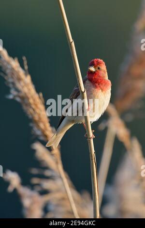 Common Rosefinch ( Carpodacus erythrinus ), male, in breeding dress, perched on reed grass, typical habitat, wildlife, Europe. Stock Photo