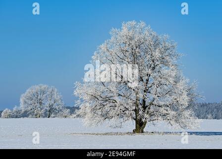 31 January 2021, Brandenburg, Sieversdorf: Trees and bushes are covered with hoarfrost. Photo: Patrick Pleul/dpa-Zentralbild/ZB Stock Photo