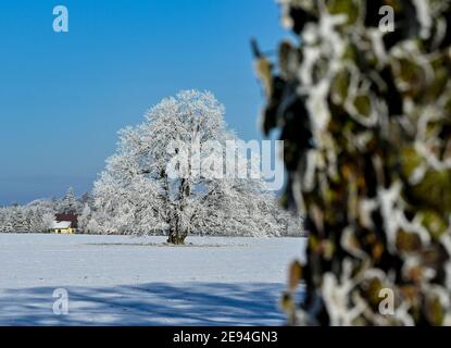 31 January 2021, Brandenburg, Sieversdorf: Trees and bushes are covered with hoarfrost. Photo: Patrick Pleul/dpa-Zentralbild/ZB Stock Photo