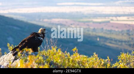 AGUILA IMPERIAL  IBERICA (Aquila adalberti) Stock Photo