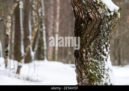 snow covered pine tree trunks in pine forest, winter forest Stock Photo