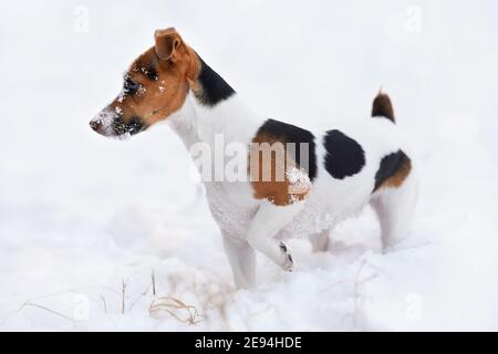 Small Jack Russell terrier dog walking on snow covered ground in winter, view from side, her face covered with white crystals Stock Photo