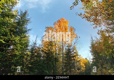 Looking up autumn coloured trees clear blue sky background Stock Photo
