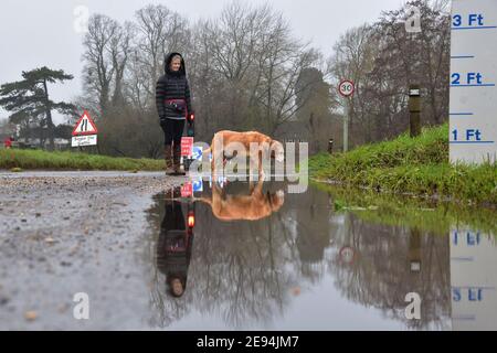 Cookham, Berkshire, UK. 2nd Feb 2021. A resident walks their dog in flooding near Cookham after the Thames bursts its banks in and together with ground water floods the village, causing road closures. Credit: One Up Top Editorial Images/Alamy Live News Stock Photo