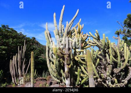 Jardin Canario - botanical garden of Gran Canaria, Spain. Neobuxbaumia polylopha cactus. Stock Photo