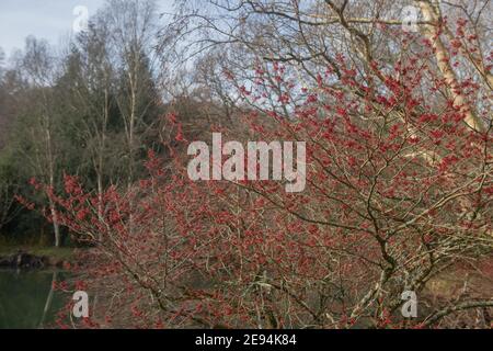 Red Flowers on a Winter Flowering Chinese Witch Hazel Shrub (Hamamelis mollis 'Coombe Wood') Growing by a Lake in a Woodland Garden in Rural Devon, En Stock Photo