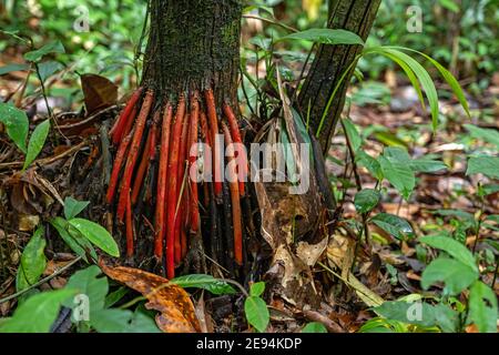 Red aerial roots of the açaí palm tree (Euterpe oleracea) in tropical rainforest / rain forest / jungle in South America Stock Photo