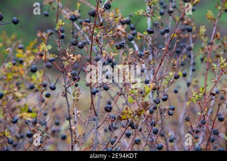 Berries of the forest black rose hips on the Bush in the forest. The concept of useful healthy forest gifts. Stock Photo