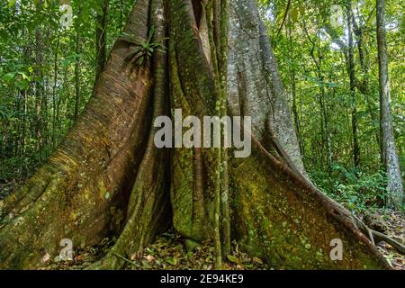 Buttress roots of 'telephone tree' in tropical rainforest / rain forest / jungle in Suriname / Surinam Stock Photo